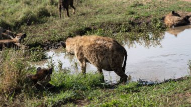 Canlı bir sırtlan grubu, güzel bir ovada yer alan bir su birikintisinin hemen yanında etkileşime geçebilir.