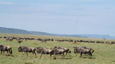 Serengeti düzlüklerinde huzur içinde otlayan antilopların muhteşem manzarası.