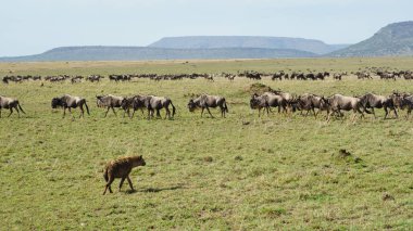 Bir sahne, Afrika düzlükleri boyunca göç eden büyük bir antilop grubunu gösteriyor. Yalnız bir sırtlan izliyor.