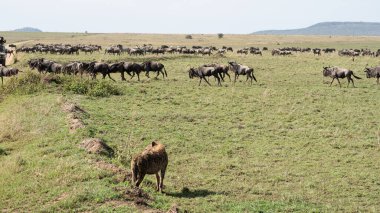 Afrika 'nın geniş ovalarında huzur içinde otlayan Afrika antiloplarının nefes kesici ve çarpıcı manzarası Tanzanya Serengeti