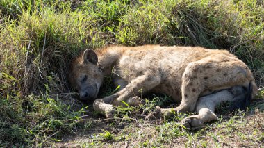 Huzurlu bir sırtlan, yemyeşil bir alanda huzur içinde dinlenir. Benzersiz özelliklerini, doğal davranışlarını ve Tanzanya Serengeti cazibesini sergiler.