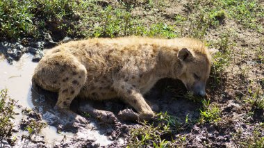 Yalnız bir sırtlan, doğal yaşam alanı ve çevresindeki küçük bir su birikintisine yakın yerde huzur içinde dinleniyor. Tanzanya Serengeti.