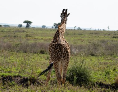 Büyüleyici ve görkemli bir zürafa engin savanada zarif bir şekilde duruyor, doğadaki vahşi yaşamın güzelliğini simgeliyor Tanzanya Serengeti