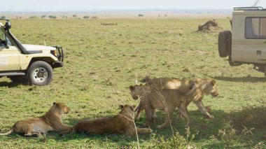 Görkemli aslanlar vahşi doğada zarif bir şekilde etkileşime geçerek doğanın sükunetini ve güzelliğini gösterirler. Tanzanya Serengeti.
