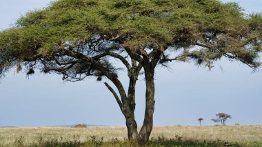 Görkemli ve dingin bir akasya ağacı, açık mavi bir gökyüzünün altındaki geniş savanda dimdik ve gururlu bir şekilde duruyor.
