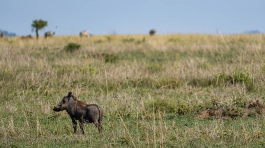 Yalnız bir yaban domuzu Serengeti 'nin yemyeşil otlaklarında otlar, doğal yaşam Tanzanya ile çevrilidir..