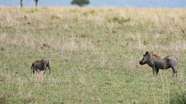 Afrika 'nın yemyeşil ve canlı otlaklarında yaşayan domuzlar doğanın güzelliğini gözler önüne seriyor.