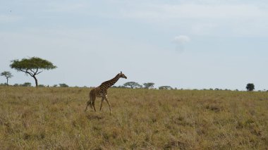 Görkemli bir zürafa canlı ve renkli savanada zarifçe dolaşır, vahşi yaşamın inanılmaz güzelliğini somutlaştırır Tanzanya Serengeti