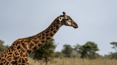 Huzurlu ve sakin bir manzara sahnesi olan Tanzanya Serengeti 'nin zürafa profilinin nefes kesici yakın çekimi.