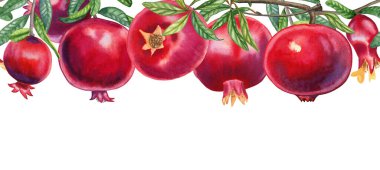 Dalları dikensiz yatay sınırda nar meyvesi. Kartpostallar ve ambalaj tasarımı için elle çizilmiş suluboya çizimi. Sonsuz bayrak