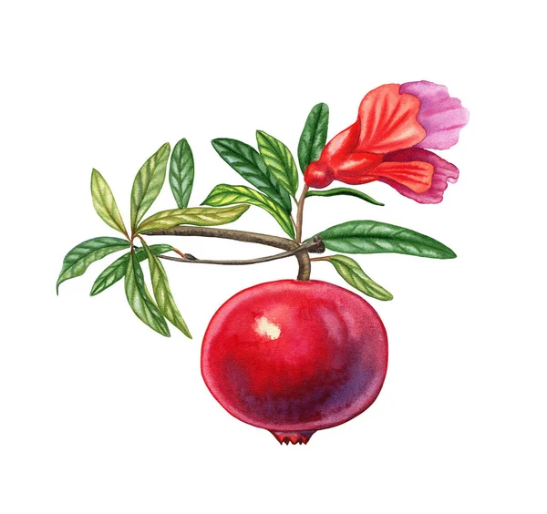 花水彩の植物イラストを持つ枝に赤ザクロ果実 孤立した背景にある木の枝の現実的なイメージ — ストック写真