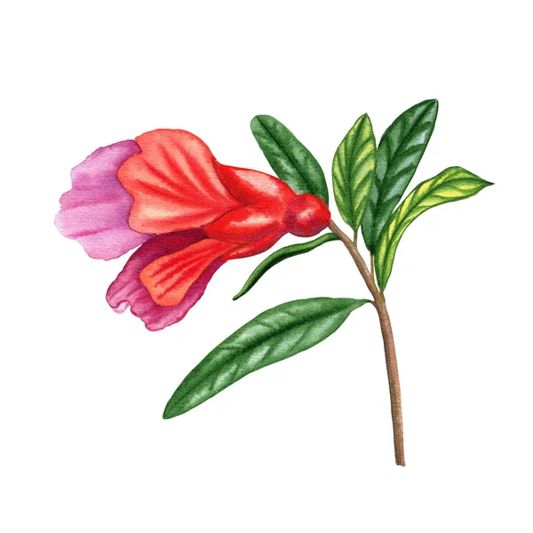 枝にザクロの花を咲かせ その裏には水彩画が描かれています 植物現実的な手の花の熱帯の木のイメージを描いた — ストック写真