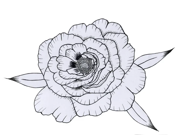 Черно Белый Ручной Графический Пион Изолированном Фоне Цветок Листьями Окраски — стоковое фото