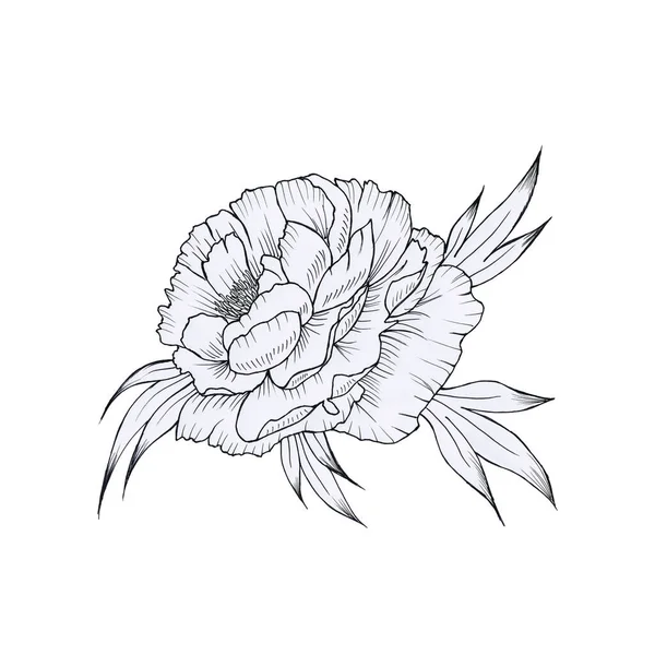 Black White Hand Drawn Graphic Peony Isolated Background Flower Leaves — Stock Photo, Image