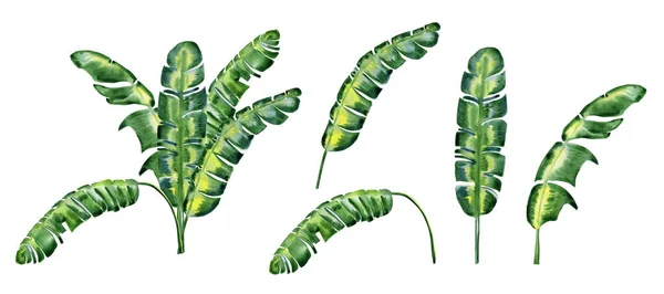 Μπανάνα Πράσινο Φύλλα Ακουαρέλα Σετ Κλιπ Τροπικά Στοιχεία Φυτών Απομονωμένο — Φωτογραφία Αρχείου