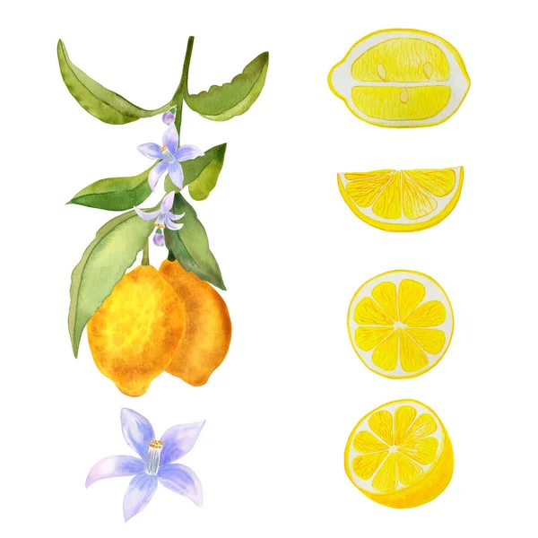 stock image Lemons on a branch and pieces of fruit on an isolated background set watercolor illustration. Hand drawn design elements with white flowers.