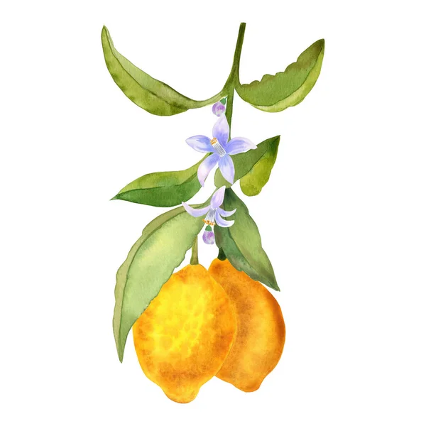 Frutos Limón Flores Ramas Acuarela Ilustración Dibujada Mano Pinza Aislada — Foto de Stock