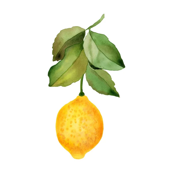 Stock image Lemon fruit on a branch watercolor hand drawn illustration. Isolated clip art of citrus sprig for design.