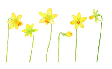 Nergis çiçekleri suluboya resim seti. Kartpostallar ve tasarım için botanik olarak sarı çiçekler çizdim.