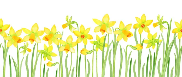 Narciso Flores Acuarela Borde Sin Costuras Amarillo Primavera Flores Mano —  Fotos de Stock
