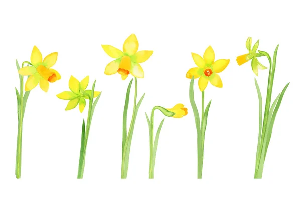 Flores Narciso Acuarela Conjunto Ilustración Flores Amarillas Dibujadas Botánicamente Para —  Fotos de Stock