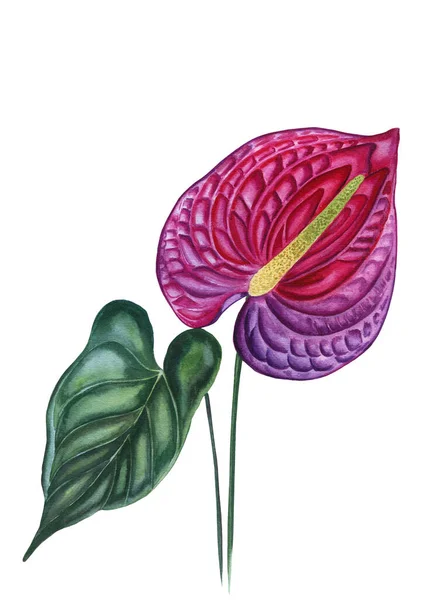 Magenta Anthurium Virág Levél Akvarell Illusztráció Kézzel Rajzolt Botanikai Illusztrációja — Stock Fotó