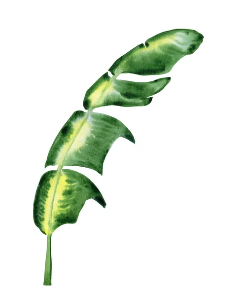 绿色热带香蕉留下水彩画 为明信片和设计而手绘的异国棕榈枝 — 图库照片