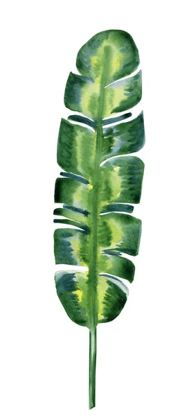 Banano Tropical Verde Deja Ilustración Acuarela Ramas Palma Exóticas Dibujadas —  Fotos de Stock