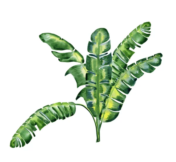 Banano Tropical Verde Deja Ilustración Acuarela Ramas Palma Exóticas Dibujadas —  Fotos de Stock