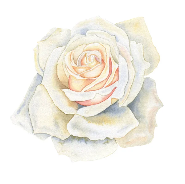 Біла Троянда Акварельна Ілюстрація Мальований Вручну Ботанічний Малюнок Листівок Весільного — стокове фото