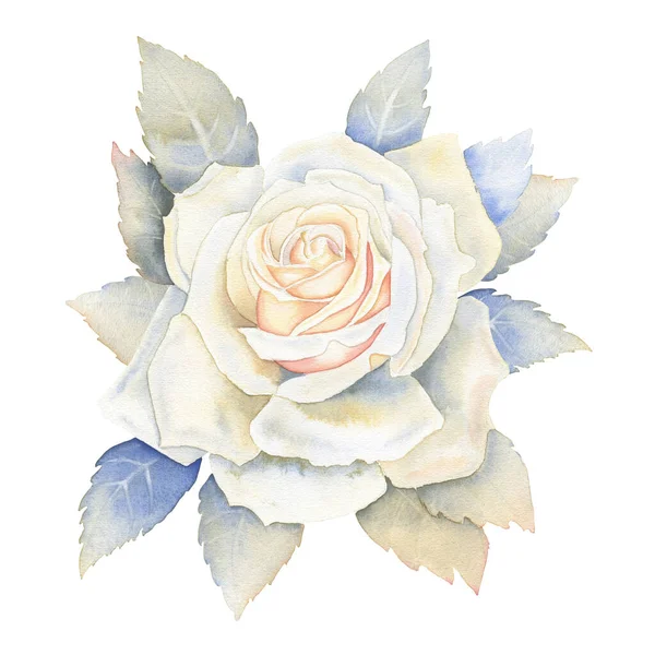 Біла Троянда Листям Акварельної Ілюстрації Мальований Вручну Ботанічний Малюнок Листівок — стокове фото