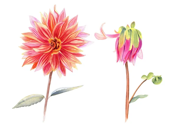 ダリアの花水彩イラストセット 手は植物の現実的な茎や開花頭を描きました 開花と開花しない芽 Clipart — ストック写真