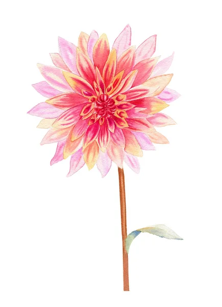 ダリアの花の水彩イラスト ポストカードや招待状のための現実的な植物画像を手描き — ストック写真