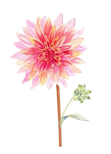 ダリアの花の水彩イラスト ポストカードや招待状のための現実的な植物画像を手描き — ストック写真