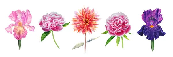 Állítsa Akvarell Kézzel Rajzolt Virágok Reálisan Rajzolt Íriszek Bazsarózsák Dáliák — Stock Fotó