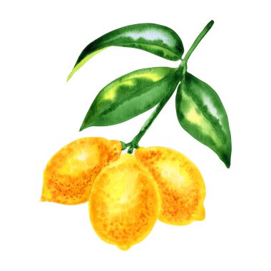 Yapraklı suluboya resimli bir daldaki limonlar. İzole bir arka planda el yapımı sarı turunçgil meyvesi. Tropik bir ağacın botanik çizimi.