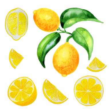 Bir dalda limon ve suluboya seti. İzole edilmiş arka planda sarı narenciye meyvelerinin el çizimi. Tasarım için Clipart.