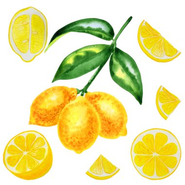 Bir dalda limon ve suluboya seti. İzole edilmiş arka planda sarı narenciye meyvelerinin el çizimi. Tasarım için Clipart.