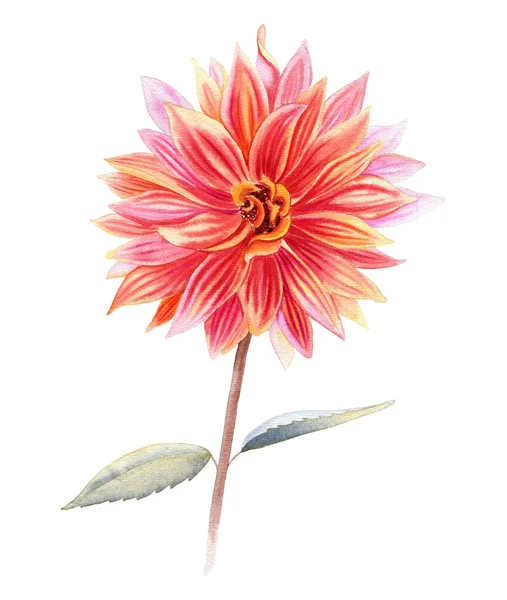Цветочная Акварельная Иллюстрация Ручное Рисование Реалистичного Ботанического Изображения Открыток Приглашений — стоковое фото
