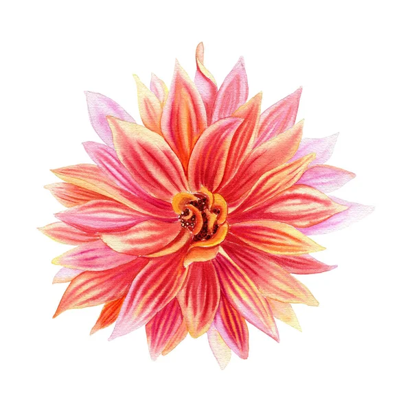 Dahlia Virág Akvarell Illusztráció Kézzel Rajzolt Reális Botanikai Kép Képeslapokhoz — Stock Fotó