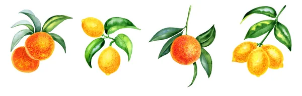 Naranjas Limones Ramas Acuarela Conjunto Ilustración Clipart Dibujado Mano Cítricos — Foto de Stock
