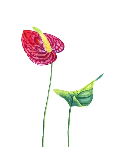 Magenta Anthurium Blomma Med Blad Akvarell Illustration Handritad Botanisk Illustration — Stockfoto