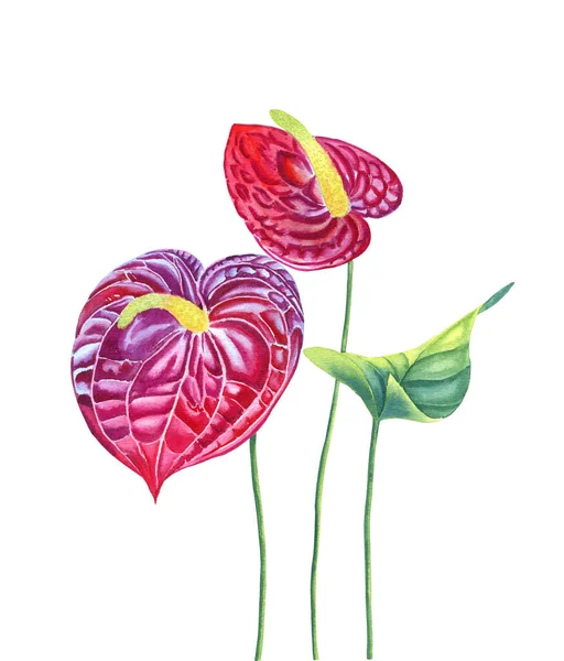 葉の水彩画が描かれたマゼンタ アンスリウムの花 熱帯の花の手描き植物イラスト ポストカードやデザインのためのエキゾチックな植物の現実的なイメージ — ストック写真