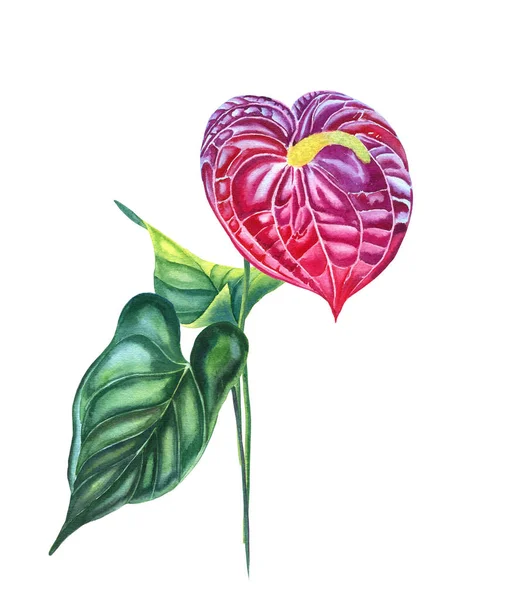 Цветок Сиреневого Антуриума Акварельной Иллюстрацией Ручная Рисованная Ботаническая Иллюстрация Тропического — стоковое фото