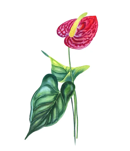 Magenta Anthurium Blume Mit Blatt Aquarell Illustration Handgezeichnete Botanische Illustration — Stockfoto