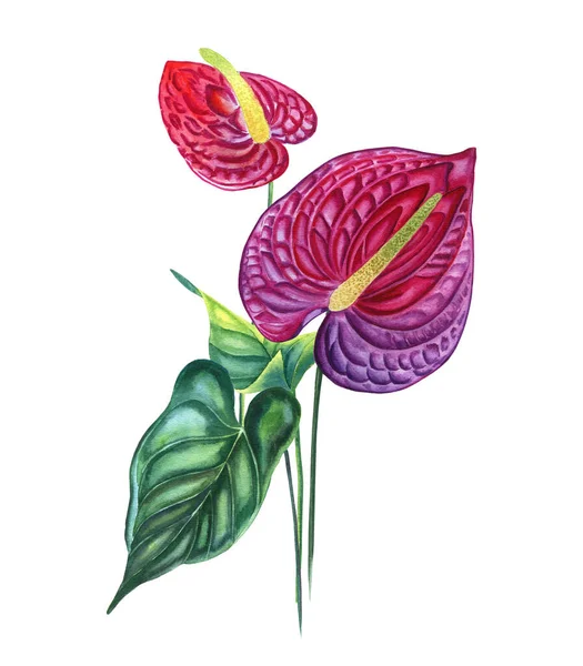 Акварельная Иллюстрация Цветов Антуриума Нарисованные Вручную Почки Тропического Растения Пурпурном — стоковое фото