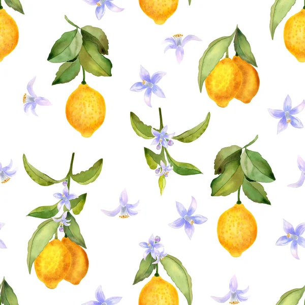 Dallardaki limon meyveleri ve çiçekler suluboya, pürüzsüz desen. Duvar kâğıdı ve kumaş için çiçek açan narenciye dallarıyla sonsuz bir arka plan. Yaz el çizimi Akdeniz baskısı.