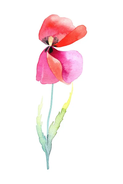 赤いケシの水彩イラスト 孤立した背景に葉や芽を持つ野生の花を手描き 郵便はがき デザイン — ストック写真