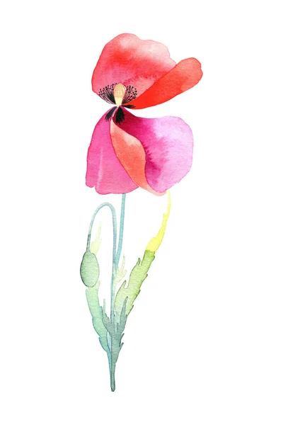 Красный Мак Акварелью Ручной Рисунок Дикого Цветка Листьями Бутоном Изолированном — стоковое фото