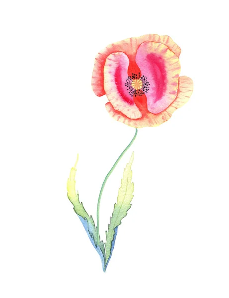 Красный Мак Акварелью Ручной Рисунок Дикого Цветка Листьями Бутоном Изолированном — стоковое фото